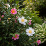 Kamelie - Camellia sasanqua (Herbstkamelie)