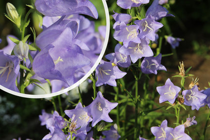 Schöne Glockenblume - Campanula Persicifolia 'Coerulea' (auch pro/m2)