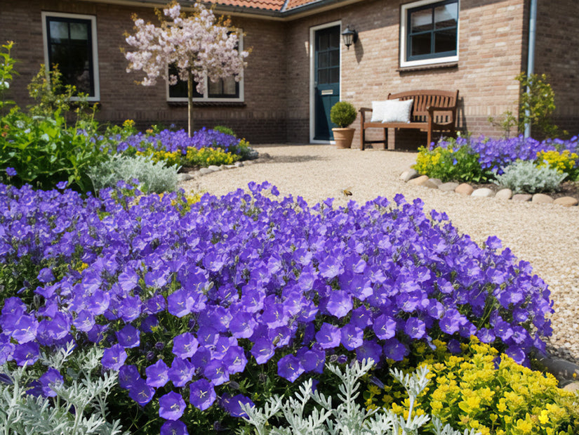 Karpaten-Glockenblume - Campanula carpatica 'Blaue Clips'