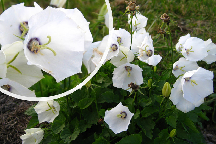 Karpaten-Glockenblume - Campanula carpatica 'Weisse Clips'