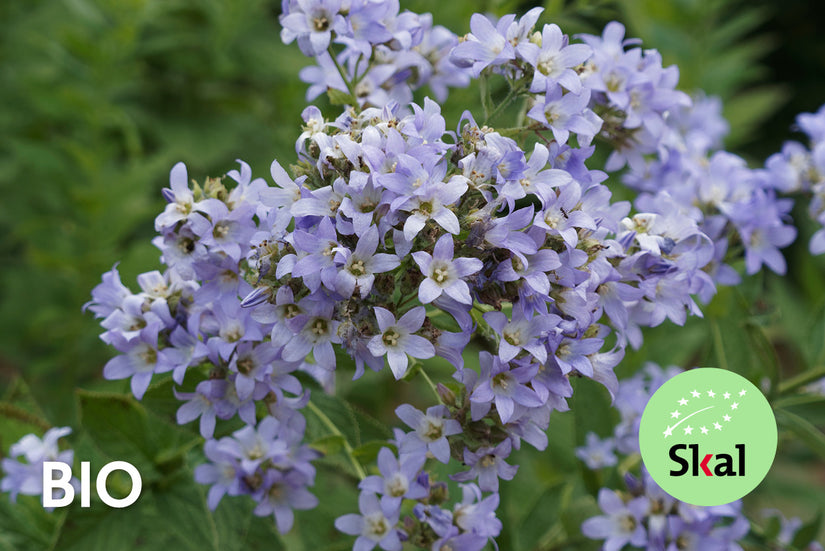 Bio-Glockenblume - Campanula lactiflora