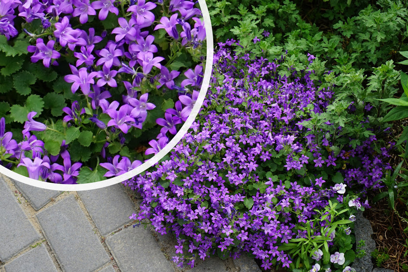 Tangle Bell - Campanula portenschlagiana