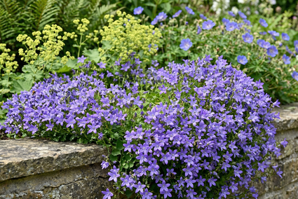 Kriechende Glockenblume - Campanula poscharskyana 'Lisduggan Variety'