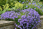 Kriechende Glockenblume - Campanula poscharskyana 'Lisduggan Variety'