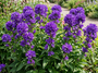 Glockenblume - Campanula glomerata 'Superba'