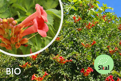 Bio-Trompetenblume (rot) - Campsis x tagliabuana 'Mme Galen'