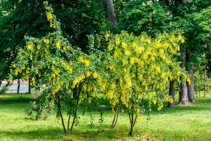 Erbsenstrauch - Caragana arborescens 'Walker'