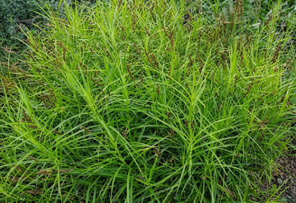 Palm-Segge - Carex muskingumensis