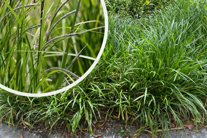 Hängende Segge - Carex pendula