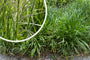 Hängende Segge - Carex pendula