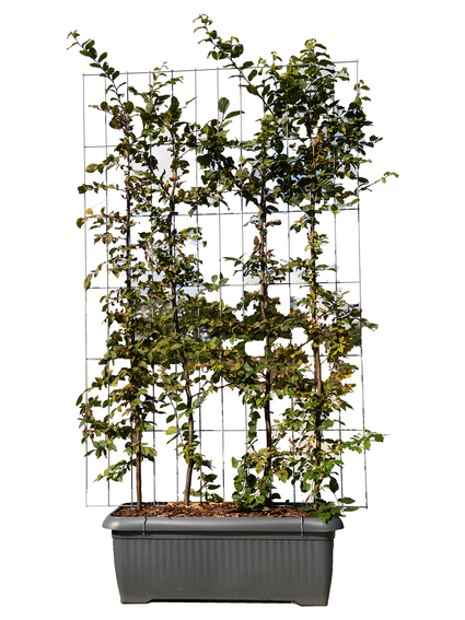 Hainbuchenschirm (M) – 155h x 120w – Spalier + Carpinus Betulus (fertig)