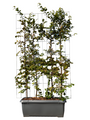 Hainbuchenschirm (M) – 155h x 120w – Spalier + Carpinus Betulus (fertig)