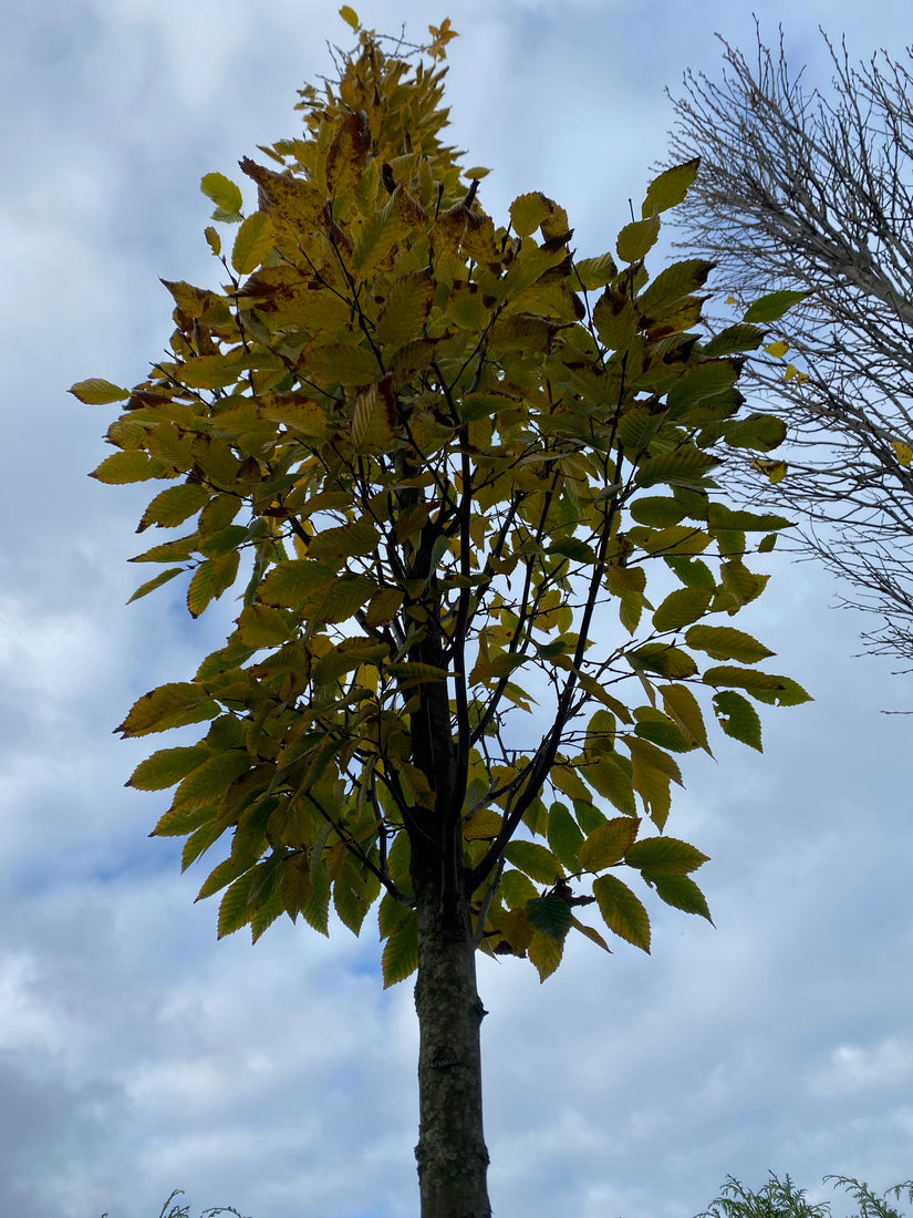 Hainbuche - Carpinus betulus 'Fastigiata'