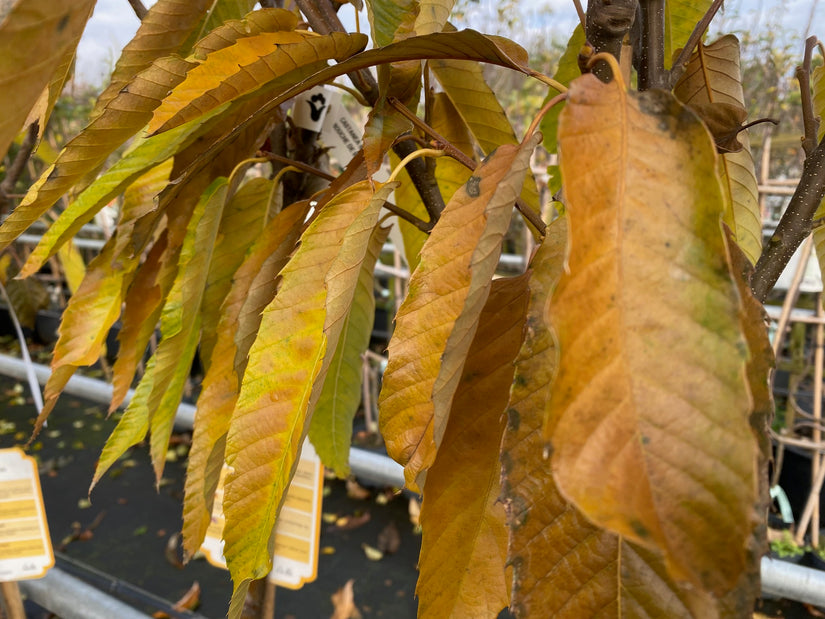 Edelkastanie - Castanea sativa 'Bouche de Betizac' Säulenbaum