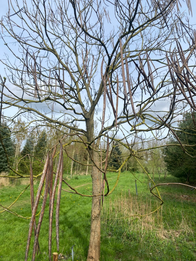 Trompetenbaum - Catalpa Bignonioides