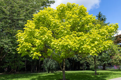 Trompetenbaum - Catalpa bignonioides 'Aurea' kugelförmiger Baum am Stamm