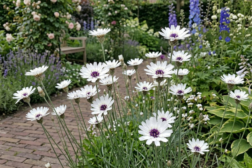 Weiße Rasselblume - Catananche caerulea 'Alba'