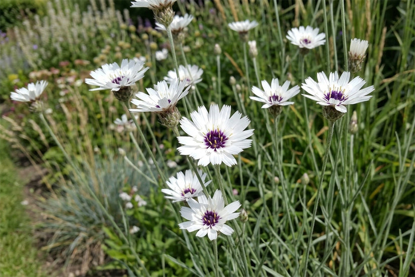 Weiße Rasselblume - Catananche caerulea 'Alba'