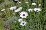 Weiße Rasselblume - Catananche caerulea 'Alba'