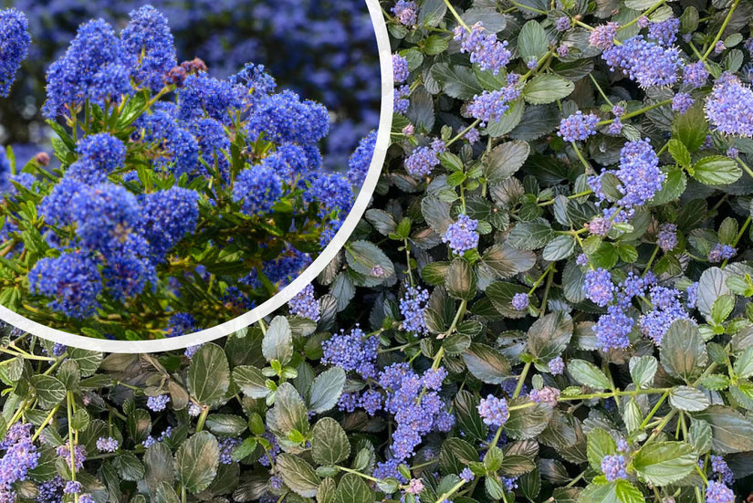 Amerikanischer Flieder - Ceanothus arboreus 'Julia Phelps'