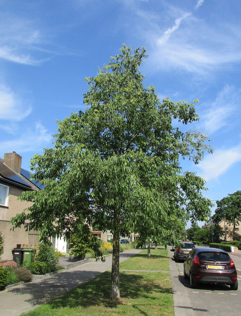 Zürgelbaum - Celtis australis