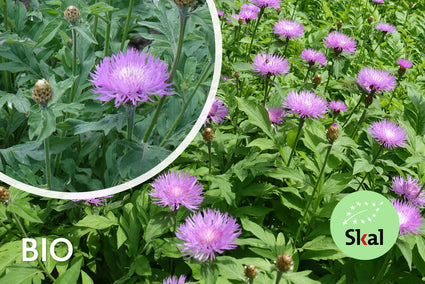 Kornblume - Centaurea dealbata