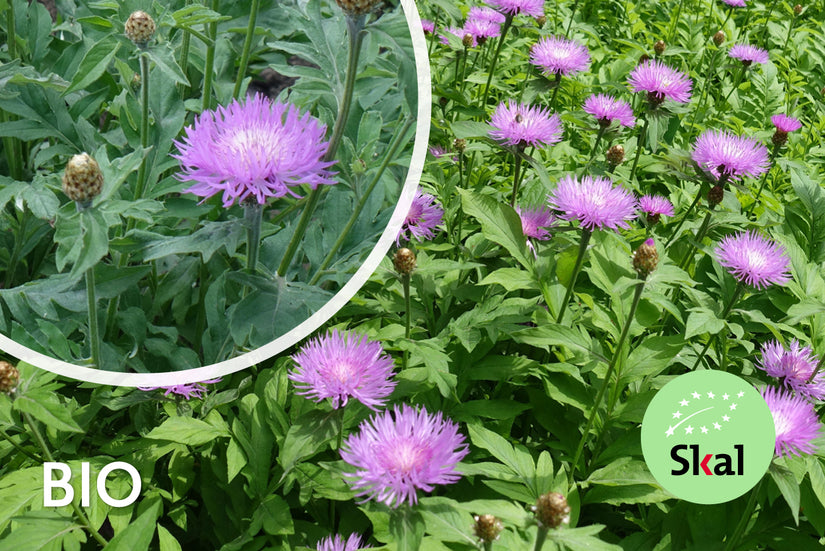 Kornblume - Centaurea dealbata