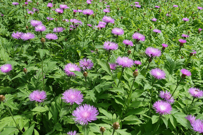 Kornblume - Centaurea dealbata