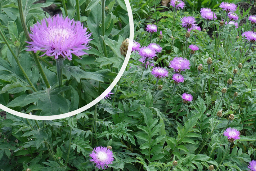 Kornblume - Centaurea dealbata