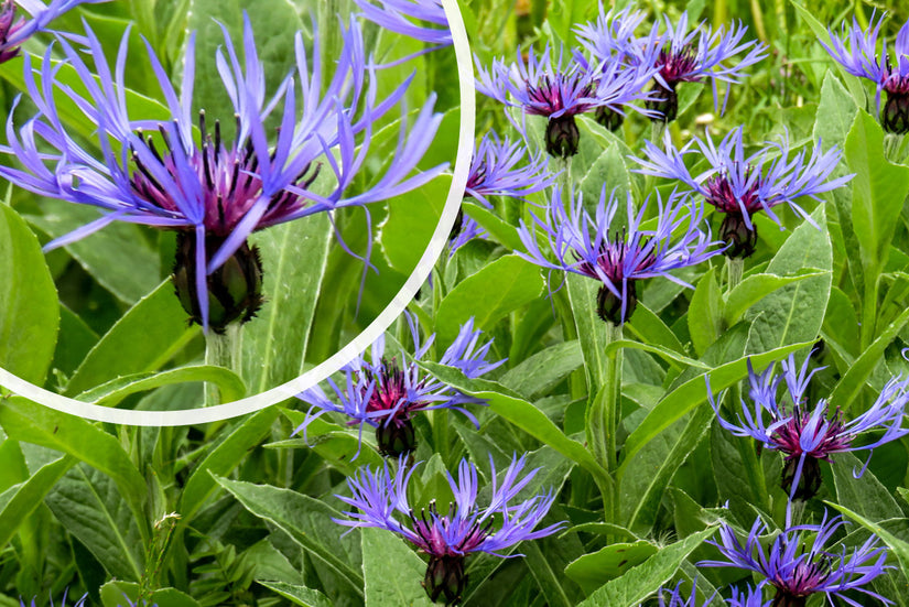 Kornblume - Centaurea montana