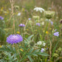 Große Kornblume / Große Centaurea - Centaurea scabiosa
