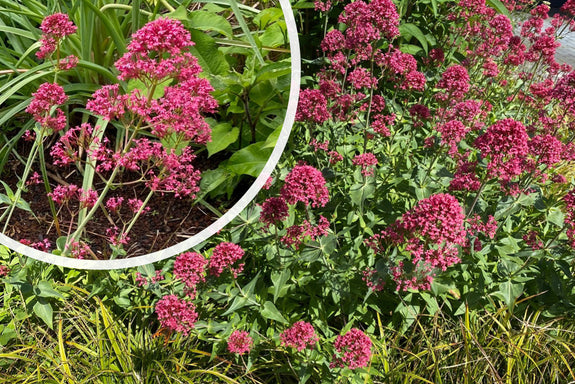 Rote Spornblume - Centranthus ruber 'Coccineus' (Roter Baldrian)