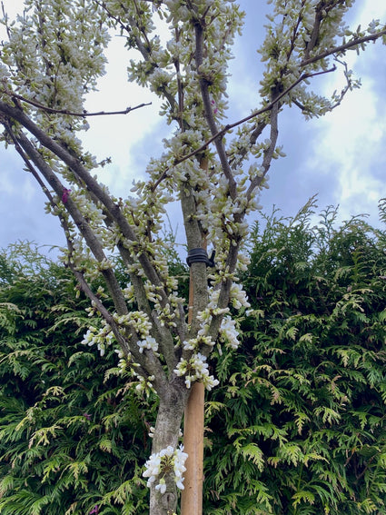 Chinesischer Judasbaum - Cercis Chinensis 'Shirobana'