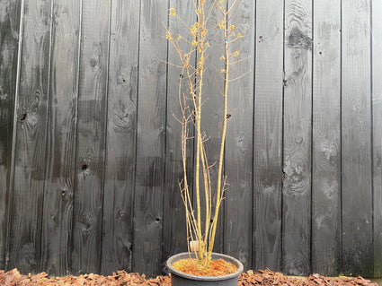 Winterbeeld foto - Meloenboompje - Chimonanthus praecox in c20 pot 