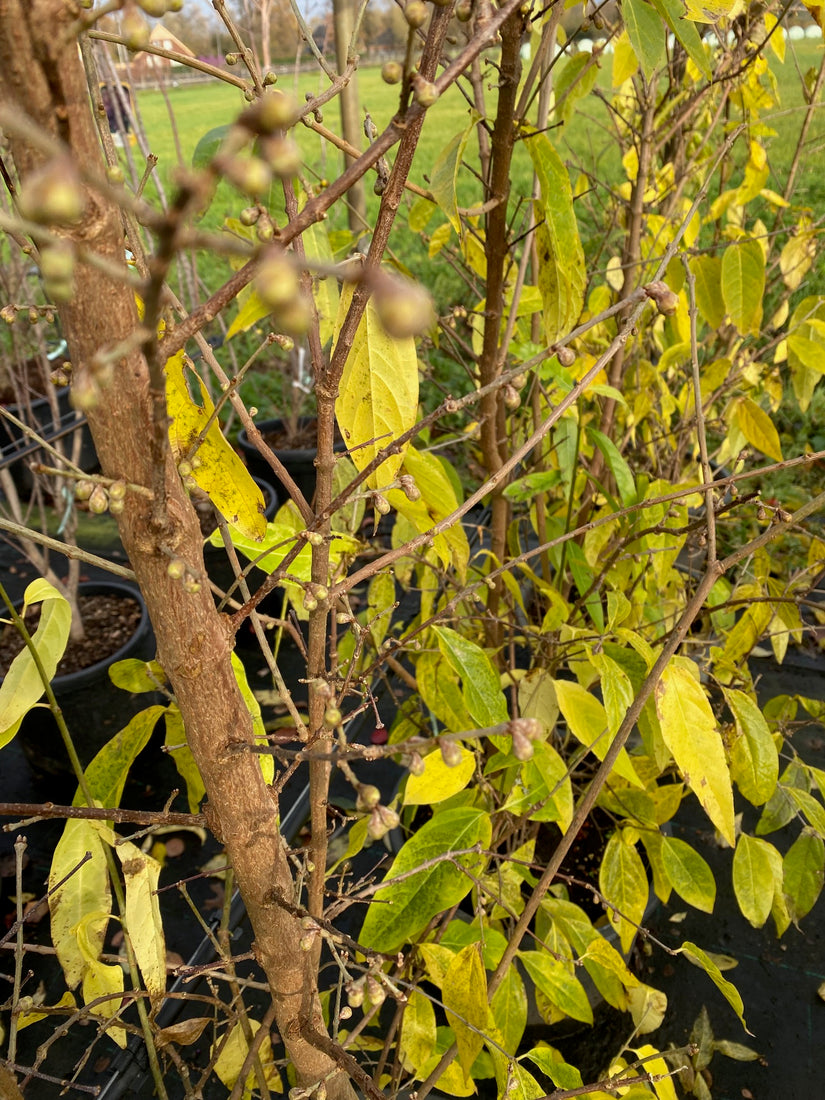 Melonenbaum - Chimonanthus praecox