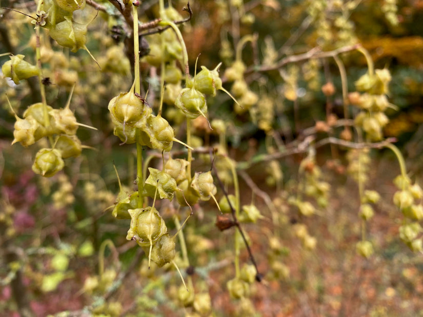 Chinesische Hasel - Corylus Chinensis