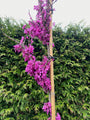 cercis avondale in bloei