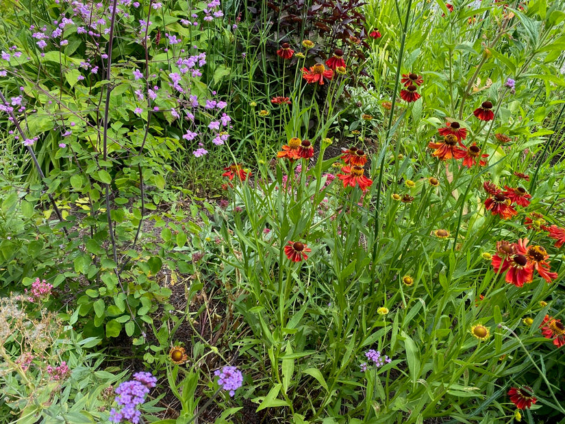 Sonnenblume – Helenium „Moerheim Beauty“ TIPP