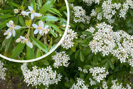 Mexikanische Zitronenblüte - Choisya Ternata