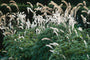 Traubensilberkerze - Cimicifuga simplex 'White Pearl'