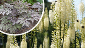 Traubensilberkerze   Actaea racemosa (Cimicifuga)
