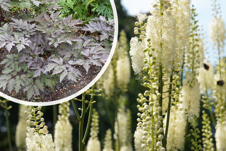 Traubensilberkerze - Actaea racemosa (Cimicifuga)