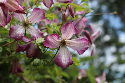 Waldrebe - Clematis 'Menuet'