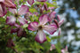 Waldrebe - Clematis 'Menuet'