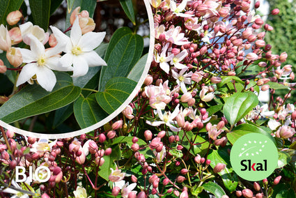 Bio Clematis armandii 'Apfelblüte' BIO