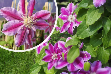 Großblumige Waldrebe - Clematis 'Dr Ruppel'