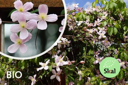 Bio-Berg-Waldrebe (hellrosa) - Clematis montana 'Rubens'