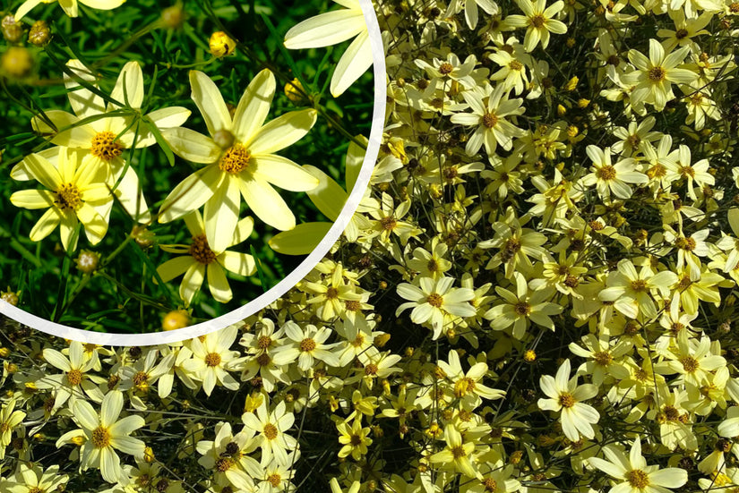 Mädchenaugen - Coreopsis Verticillata 'Moonbeam'