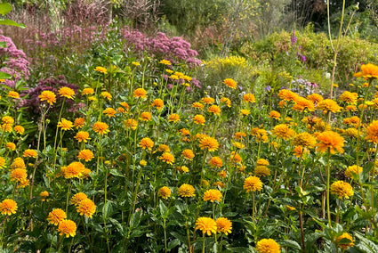 Mädchenaugen - Coreopsis grandiflora 'Early Sunrise'