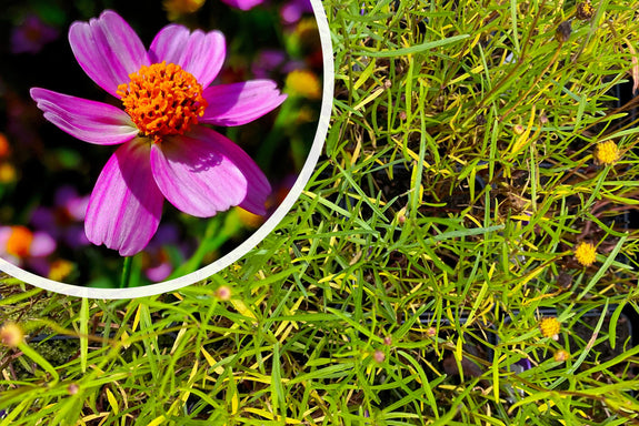 Mädchenaugen (Rosa) - Coreopsis rosea 'American Dream'